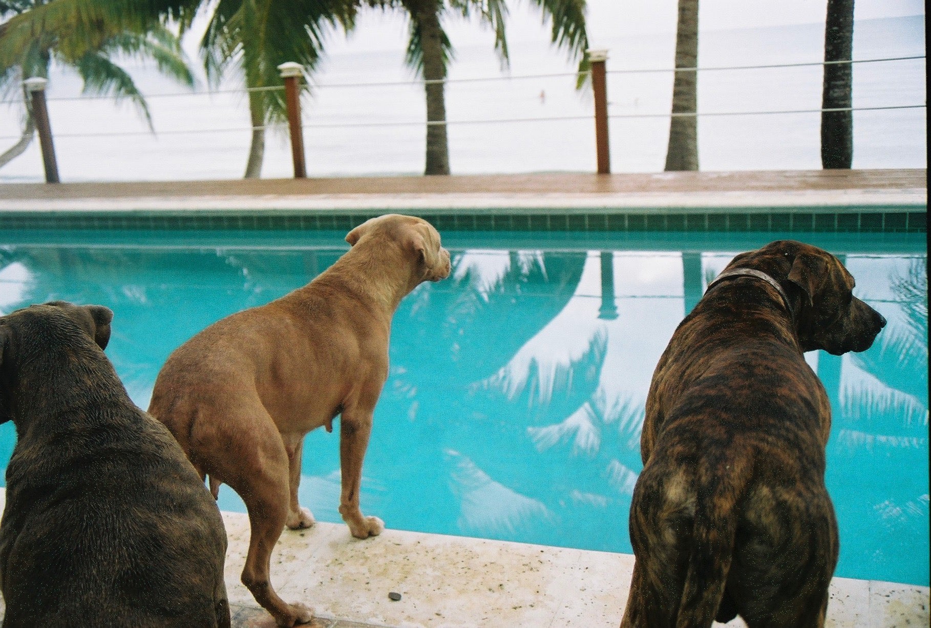 Dogs Pool