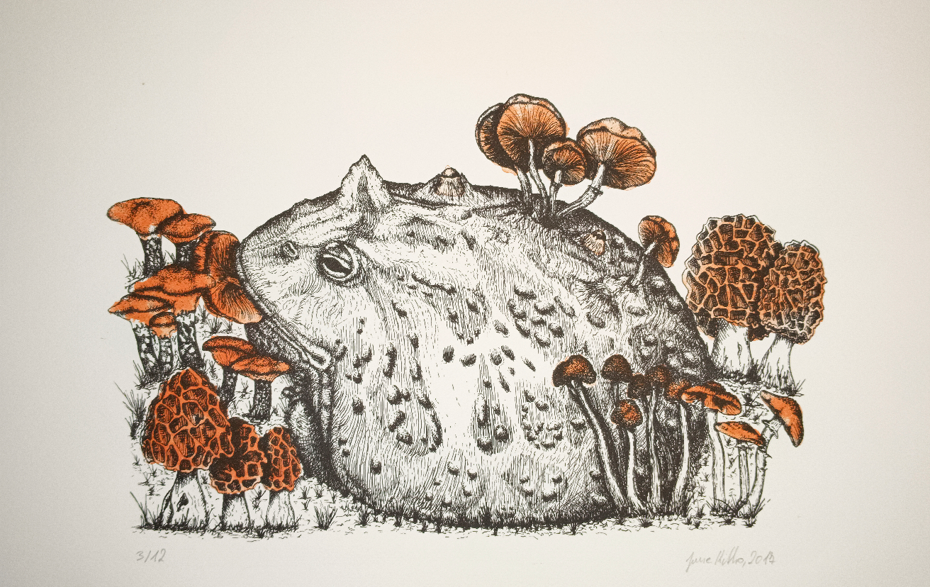 Hornfrosch mit Pilzen