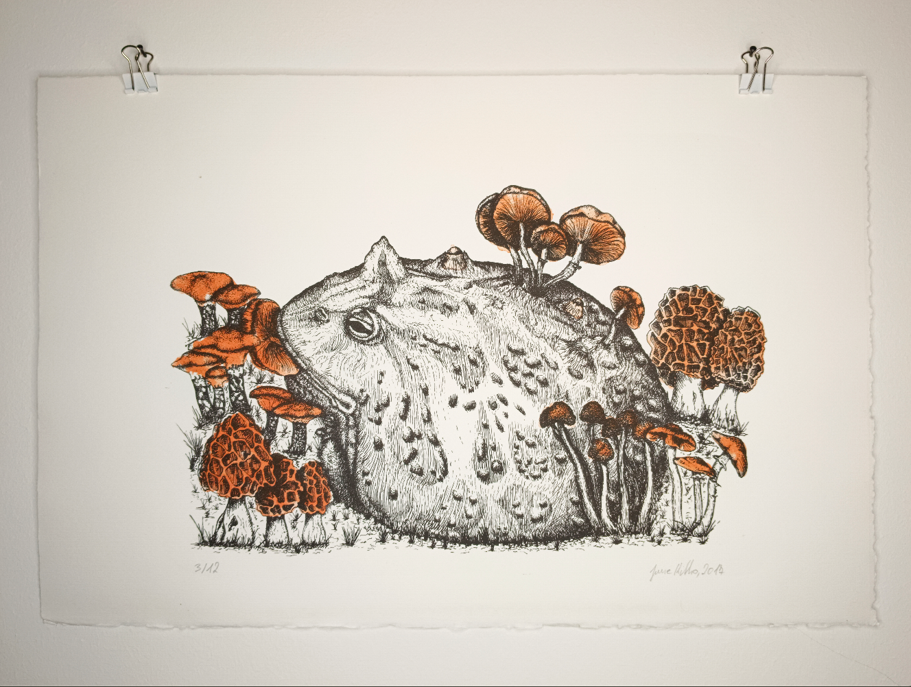 Hornfrosch mit Pilzen