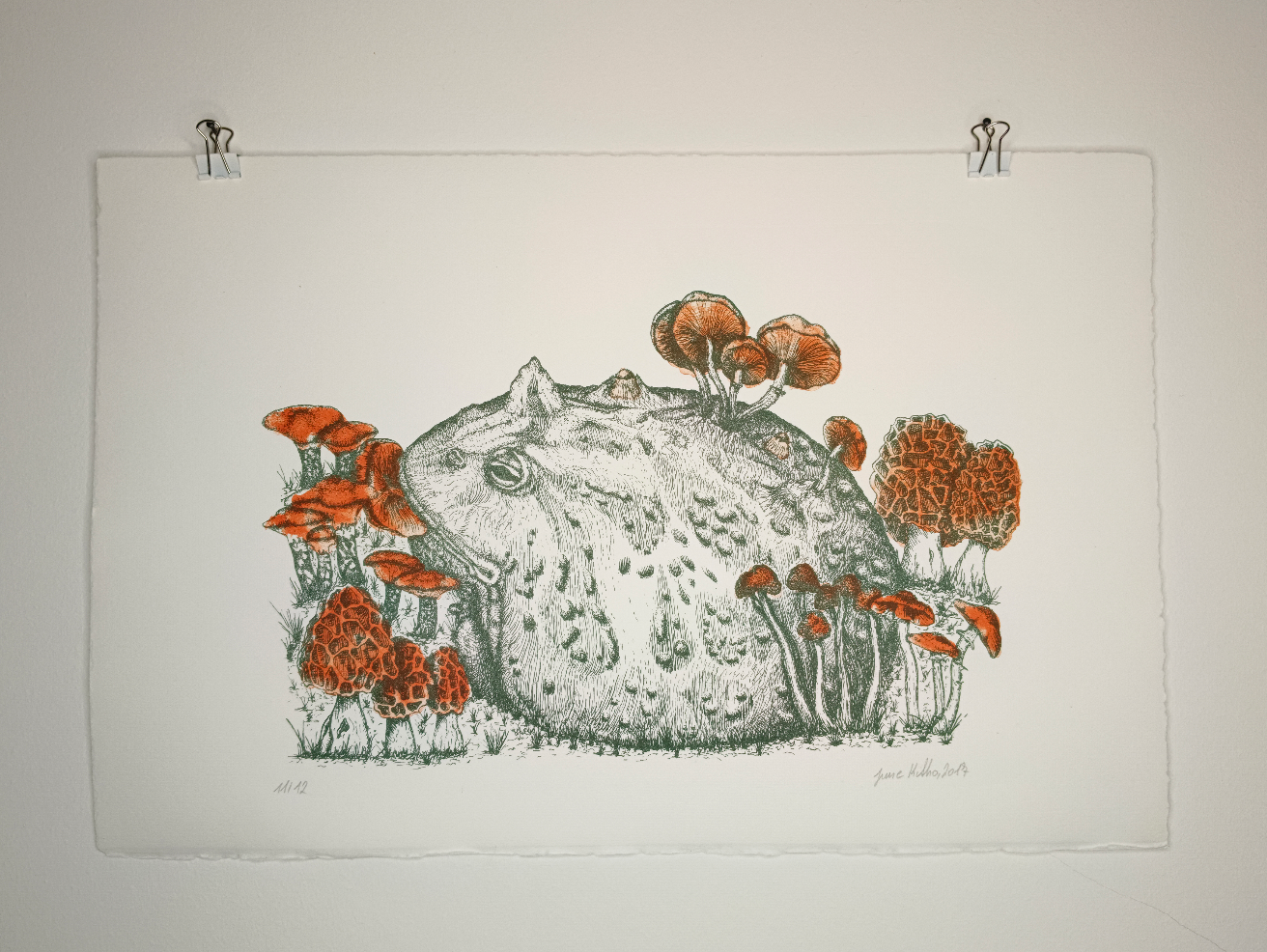 Hornfrosch mit Pilzen