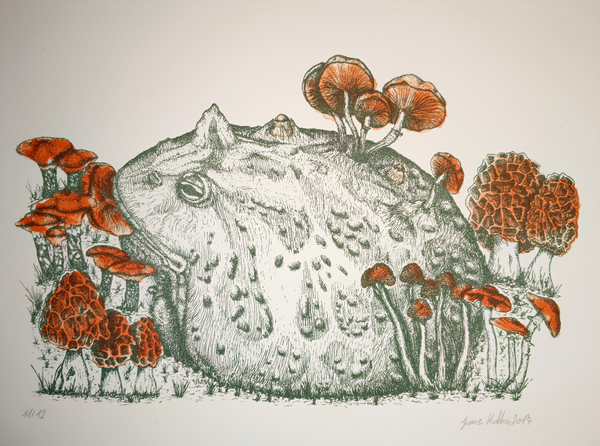 Hornfrosch mit Pilzen