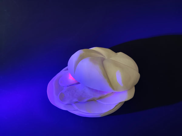 Wurstsemmerl (rotten)