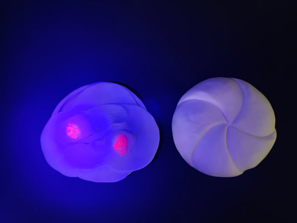 Wurstsemmerl (rotten)